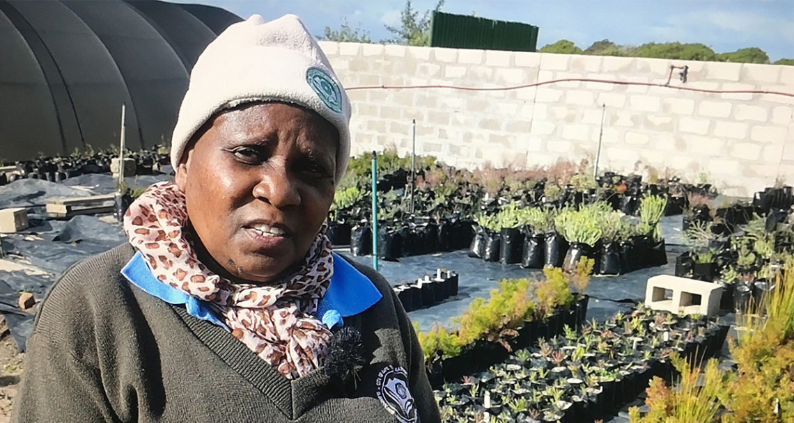 Ma Agnes’ green fingers bring fynbos to life