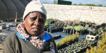 Ma Agnes’ green fingers bring fynbos to life