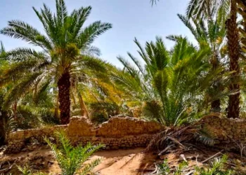 Getting our hearts closer to the Beloved (SAW): The example of Salman al Farsi